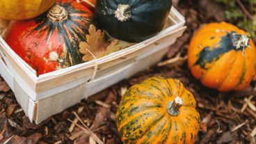 Fall Garden Prep