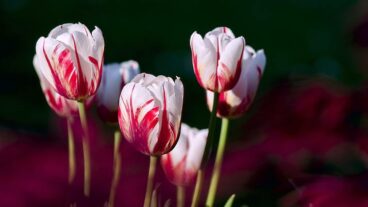 Autumn planting brings spring flowers to your Latimer Heights home