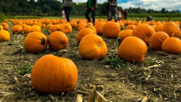 Things to Do in Langley This Fall